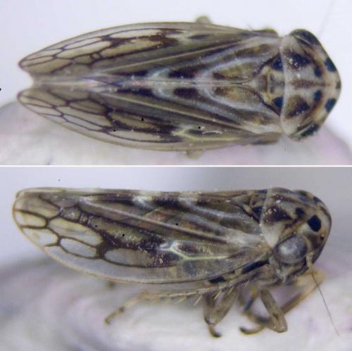 Réf. 269 173 : Agallia consobrina