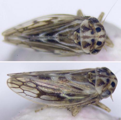 Agallia consobrina