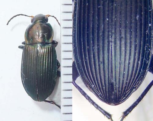 Réf. 269 512 : Poecilus cupreus