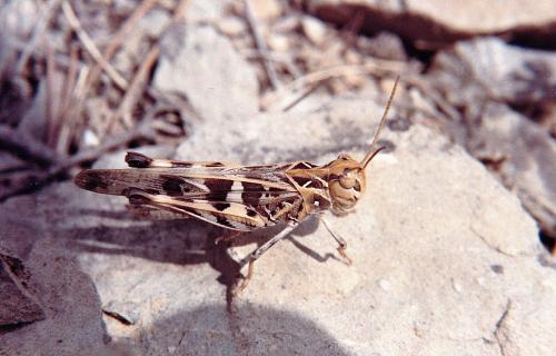 Réf. 269 743 : Oedaleus decorus