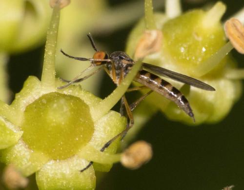 Rhamphomyia sp.