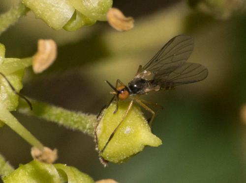 Rhamphomyia sp.