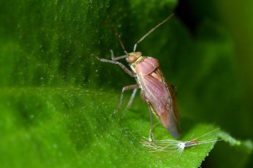 Réf. 269 848 : Lygus rugulipennis