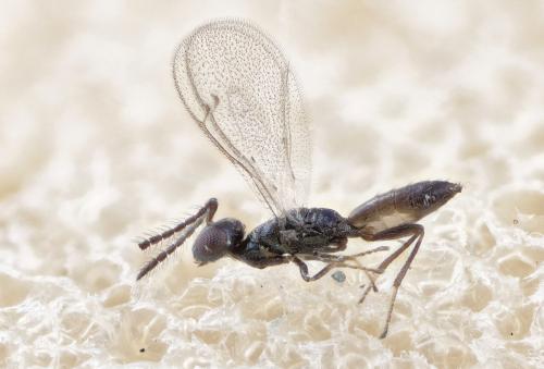 Réf. 269 254 : Platygerrhus dolosus