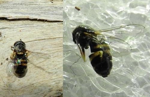 Réf. 269 157 : Paragus quadrifasciatus