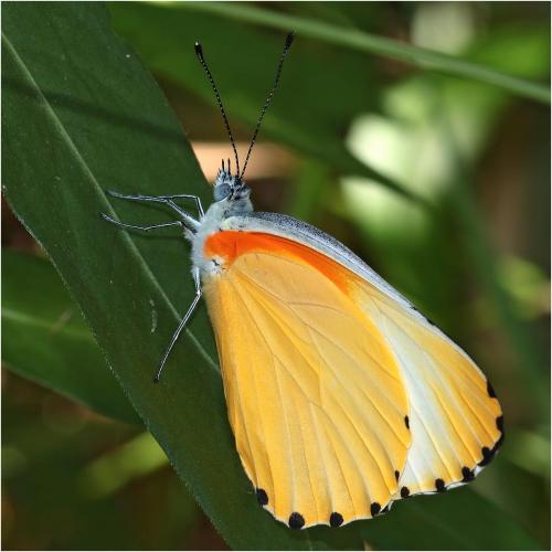 Mylothris agathina