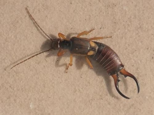 Forficula auricularia