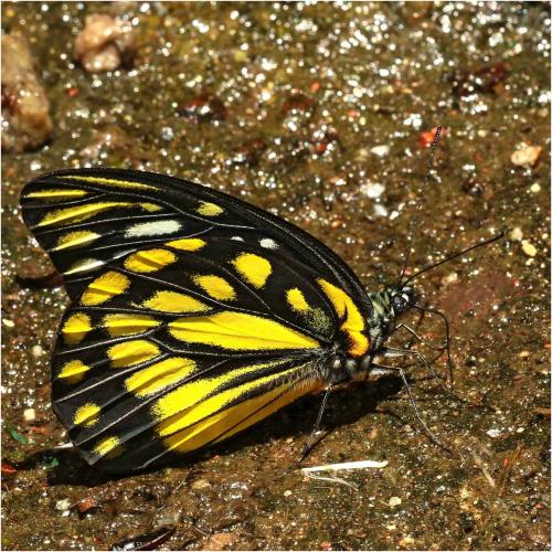 Prioneris thestylis
