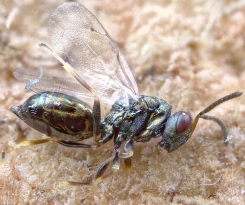 Réf. 269 814 : Pteromalus sp.