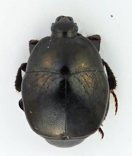 Réf. 269 791 : Saprinus semistriatus