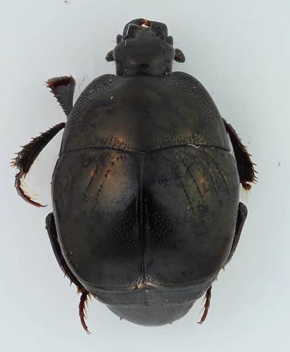 Réf. 269 792 : Saprinus semistriatus
