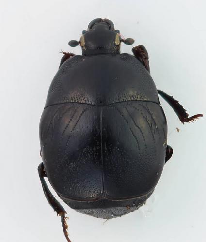 Réf. 269 788 : Saprinus semistriatus
