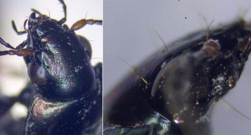 Poecilus cupreus