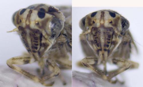 Agallia consobrina