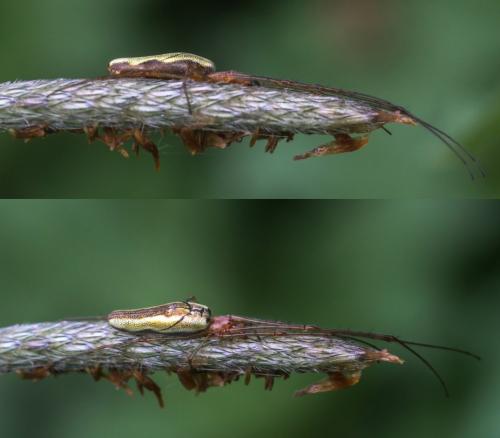 Tetragnatha sp.
