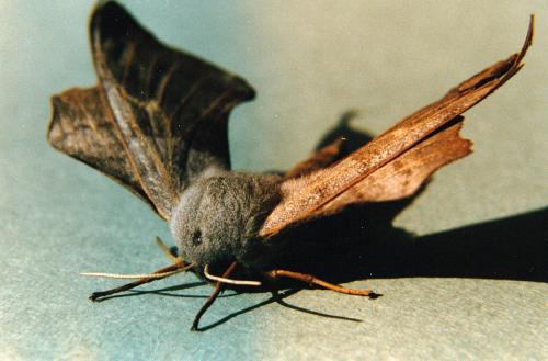 Laothoe populi