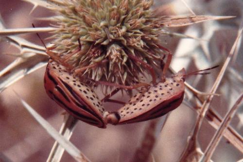 Réf. 269 632 : Graphosoma semipunctatum