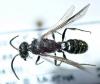 269047 – Photo : Arthropa - Benoit Martha – France (71)