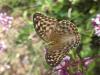 269526 – Photo : Andre Astric – France (68)