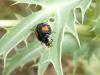269560 – Photo : Andre Astric – France (68)