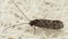 269999 – Photo : André Burgers – Espagne