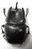 269252 – Photo : BAUER – Gabon