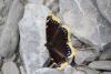 269853 – Photo : Limenitis78 – France (04)