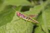 269547 – Photo : Thierry Madigou – France (35)
