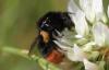 269748 – Photo : Jean-Sébastien Carteron – France (23)