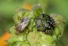 269930 – Photo : Jean MORILLON – France (19)