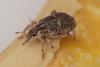 269730 – Photo : Claude Chavand – Oman