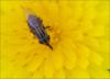 Stomorhina lunata