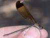 Calopteryx haemorrhoidalis
