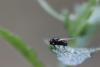Calliopum sp.