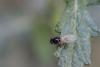 Calliopum sp.