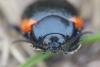 269012 – Photo : Simon Thevenin – France (04)