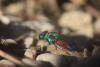 269212 – Photo : Simon Thevenin – France (13)