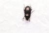 269871 – Photo : Yvan Brugerolles – France (35)