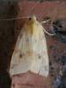 269140 – Photo : Bobabar – France (95)