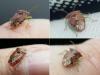 Elasmucha grisea grisea