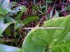 269431 – Photo : Anonyme – Guadeloupe