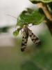 269346 – Photo : BourrinOman – France (83)