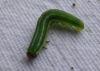 269326 – Photo : Guénael Hallart – France (02)