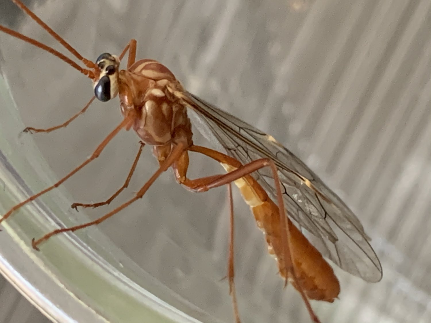 Réf. 269297 — INSECTA > Hymenoptera > Ichneumonidae > Ophion obscuratus