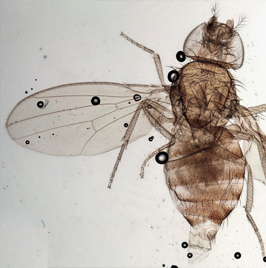 Jean-Jacques PORTENEUVE - Drosophila sp. - réf. 269578 (902 x 910 pixels, 190 ko)