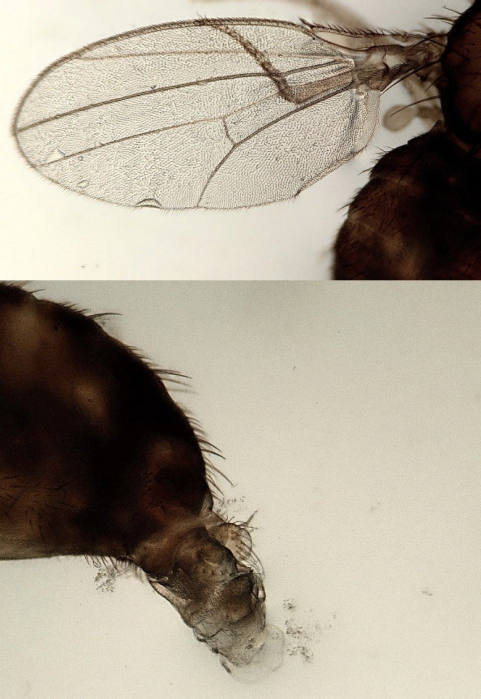 Jean-Jacques PORTENEUVE - Drosophila sp. - réf. 269577 (965 x 1400 pixels, 216 ko)