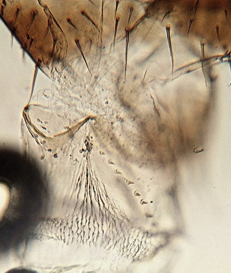 Jean-Jacques PORTENEUVE - Drosophila sp. - réf. 269633 (741 x 875 pixels, 196 ko)