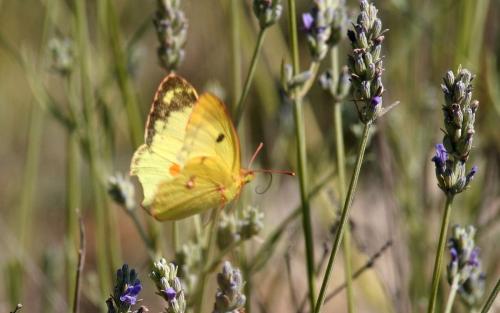 Colias sp.