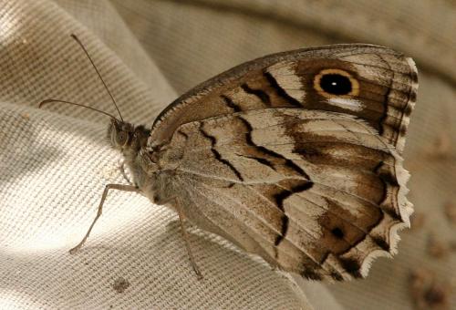 photo de papillon