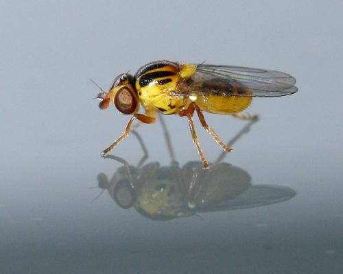 Réf. 27 509 : Thaumatomyia notata